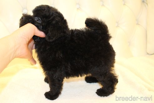 成約済の東京都のタイニープードル-250848の2枚目